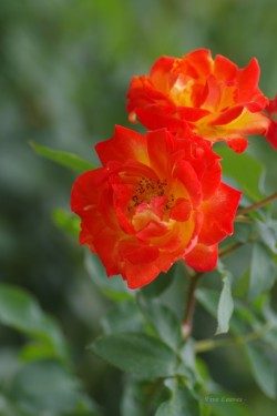 uyamt:  薔薇（ばら）  Rose