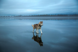 xashleey:  escapekit:  Huskies on waterRussian photographer Fox Grom on his recent walk with his dogs has captured a beautiful series of photos. He discovered a frozen lake covered with rainwater that created the illusion of the dogs walking on water.