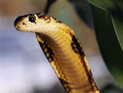 brightestofcentaurus:  King Cobra King Cobras are found in the plains and rainforest of India, Southern China, and Southeast Asia. Comfortable in the trees, on land, and in water, they mainly eat other snakes, as well as lizards, eggs and small mammals.