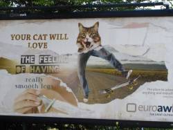 al-grave:  omgbuglen:  Your cat will love..  this is the point of the ad. its an ad advertising advertising. look in the bottom right corner.