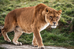 llbwwb:  Lioness,Yorkshire Wildlife Park 29/03/13 (by Dave learns his Dig SLR?)