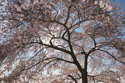 nubbsgalore:from the national cherry blossom festival in washington dc, which began friday and will end with the blooming season in a couple of weeks . photos by (click pic) navid baraty, cat eyes, tammay shende, tosthekid, isaac pacheco  Under the