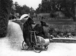 Two brown bears riding on a bicycle and side car, 1928.