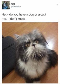 kintatsujo:  crossroadsdimension:  thenatsdorf:  Tough call.   @howtotrainyournana; @gollageek …I want to say cat. But the whiskers make it hard to tell.  That, my friends, is a muppet. either that or a magical girl’s advisor 