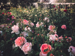 leaberphotos: Innerbloom Huntington Library Rose Garden, Los Angeles instagram 