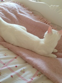 dollykitten:  New white French style furniture put in my bedroom today - kitten likes it very much 