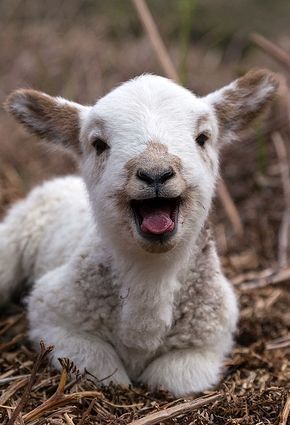 Cute baby lamb  Tumblr