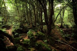 papalagiblog:Puzzlewood is an ancient woodland site, near Coleford in the Forest of Dean, Gloucestershire, England.The site, covering 14 acres (5.7 ha), shows evidence of open cast iron ore mining dating from the Roman period, and possibly earlier.more