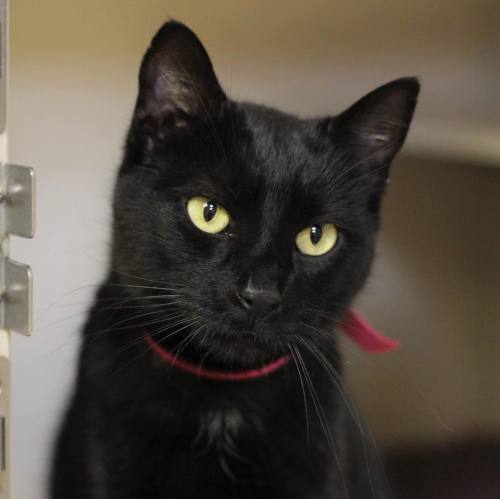 shelterpetproject:  Who can resist the allure of a black cat? Venus is a 5-year-old beauty that came to the Bucks County SPCA as a stray. She is not much of a talker but she loves attention and will gently purr to let you know she needs some love.  If