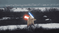hello-reylo:  gin-and-disappointment:  Someday I will not reblog this. Today is not that day.  Episode VIII Space Bear looks great 