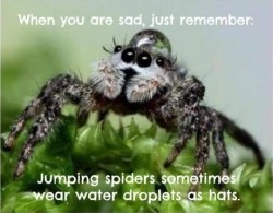 chronicarus:  Spiders with water droplet hats are something I really needed to know about. 