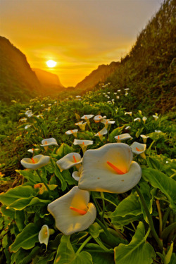 blooms-and-shrooms:Cala Lillies @ Big Sur by Liping Photo on Flickr.