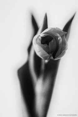 kiyoshi-yamaguchi-photography: SILENCE - Tulip.   © Kiyoshi Yamaguchi   
