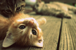 Cat - inspiring picture on Favim.com en We Heart It. http://weheartit.com/entry/74286042/via/Call_Me_Coco 