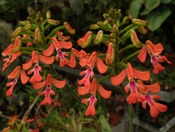orchid-a-day: Cynorkis gibbosa Syn.:  Cynorkis gibbosa f. aurea July 10, 2019  