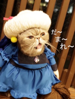 ghibli-collector:  Halloween costume contest at a cat cafe in Tokyo 
