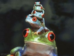“Theories pass. The frog remains.” ~ Jean Rostand (Red-eyed Tree Frog of Central America)