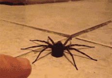 bowtiesarecool4:ceruleanpineapple: why do so many people think spiders are evil and out to get you look at this fucking nerd run away in an overly dramatic cartoonish way just because something touched its butt  #spot the Australian