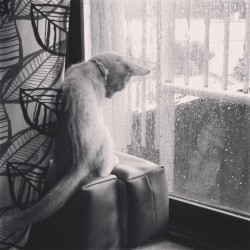 ohmymishkadoodle:  Looking at the raindrops hitting the windowpane… This kitty is deep. #ebi #deep #kitty #cat #kitten #rain #raindrops #window #pane #looking #catmum