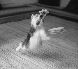 memoryanddesire-stirring:  They told Fluffy the flying disc competition was only for dogs. But Fluffy is no dog.  a new spin on &ldquo;cats rule and dogs drool&rdquo;