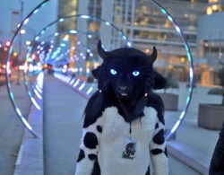 fursuitpursuits:RT @TaurenEscort: What a strange portal system… must be Ethereal made. #TaurenThursday https://t.co/0ctUykLNvp (Source) I love this tauren. There are more really great photos on her twitter - https://twitter.com/TaurenEscort
