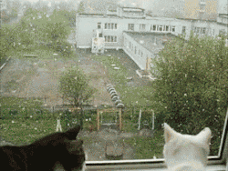 enchantedmemories:  r-omanceisboring:  wild-soulchiild:  omfg  this is the happiest gif I’ve ever seen  sharing the first snowfall with a kiss.. awww 