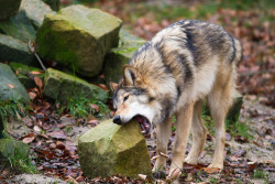 ursulavernon:  wolvensnothere:  naturepunk:  elegantwolves:  by Klaus Bulgrin  I’m gonna eat this rock. The whole rock. Just eat it.   Sometimes…sometimes you just gotta eat a rock.  Note that the wolf has separated an old, weakened rock from the