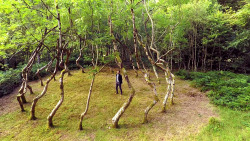 itscolossal:Ash Dome: A Secret Tree Artwork in Wales Planted by David Nash in 1977