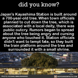 did-you-kno:  Japan’s Kayashima Station is built around  a 700-year-old tree. When town officials  planned to cut down the tree, which is  associated with a local deity, there was  public outcry. Rumors began to spread  about the tree being angry and