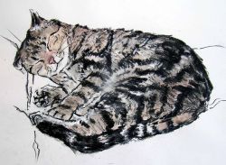 redlipstickresurrected:  Sue Sareen (British, b. Merseyside, England, based Nottingham, England) - 1: Cheerful Cat Rufford  2: Sleepy Cat  3: Curled Up Cat  Drawings