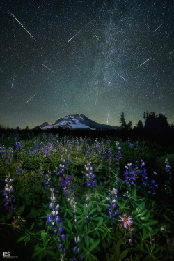 ladylandscape:  (via 500px / Meteoric Meadow by Leif Erik Smith)