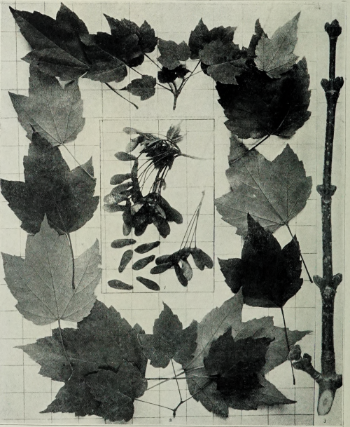 nemfrog:  Red Maple leaves and seeds. Handbook of the trees of the northern states and Canada east of the Rocky Mountains. 1907.Internet Archive