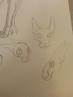 10 second cat faces. I like. Gotta work on the profile though.