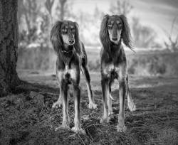 handsomedogs:  Two beautiful Salukis Photo taken by norwegian dog photographer: »&gt;Bluejayphotography«&lt;Go hit the like to see more beautiful pooches!
