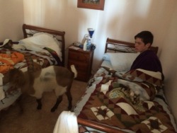 armadillo:  Ok so I woke up this morning and there was a fucking goat in my room