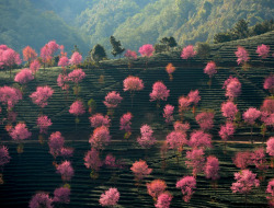 Blossoming pink trees on the mountainous landscape of Nanjian Yi Autonomous County in southwest China.