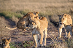 funnywildlife:    Lion cub jumping on mother’s head, Masai Mara, Kenya, Africa by Marja Schwartz© Marja Schwartz www.marjaschwartz.com  