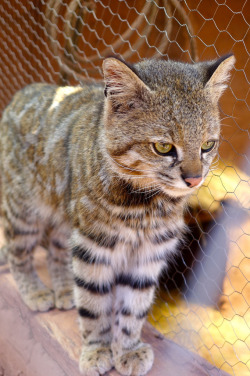 kingdom-of-the-cats:  A wild Andean Cat - they are slightly larger than a house cat with markings very like one of the big cats (by Madeleine_H)