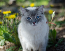 Jessie may not be the bravest of cats, but he might just be the most photogenic. Hopefully, he&rsquo;ll get more comfortable being outdoors with time.