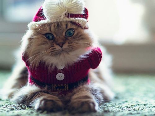 Cute christmas cats