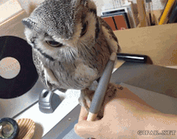 gifak-net:  Owl Helps Guy Draw on Tablet [ video ] 