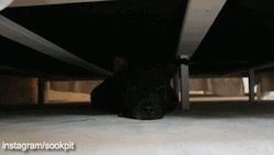 tightxprincess:  hopeinmotion:  awwww-cute:  I have the cutest monster under my bed  omg it’s face at the end.   😍