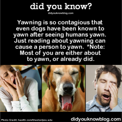 did-you-kno:  Yawning is so contagious that even dogs have been known to yawn after seeing humans yawn. Just reading about yawning can cause a person to yawn.  *Note: Most of you are either about to yawn, or already did.  Source