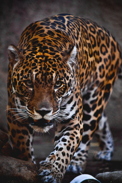 italian-luxury:  Beauty in those Eyes by Jonathan TruongTake a moment, what would you do if this Jaguar was this up close to you ? POV of the prey. Would you run? Would you stare into the eyes of the beast and see the beauty in nature?