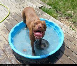 aplacetolovedogs:  Happy dog Oliver and his pet rock enjoy some pool time! Have you ever seen such a big smile? To see the video of Oliver picking his very own rock out of a line up of rocks click here For more cute dogs and puppies 