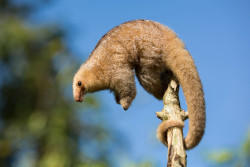 slutforblood:  sariwabuko:  cool-critters:  Silky anteater (Cyclopes didactylus) The silky anteater is a species of anteaters from Central and South America, the only living species in the genus Cyclopes and the family Cyclopedidae. Silky anteaters are