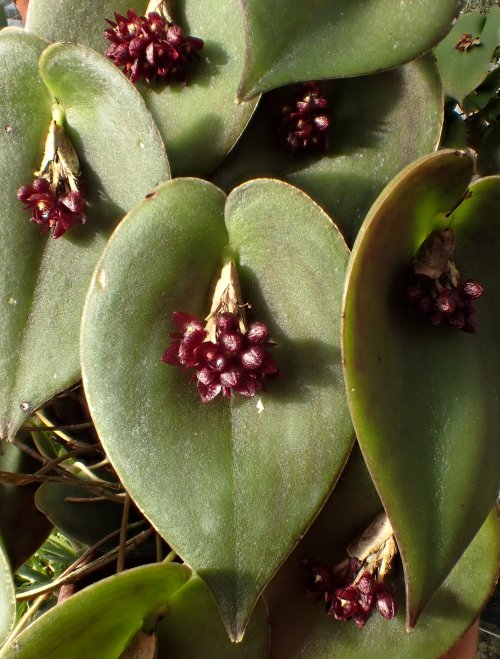 orchid-a-day:  Pleurothallis nipterophyllaSyn.: Acronia nipterophylla’ Zosterophyllanthos nipterophylllusMay 2, 2020 