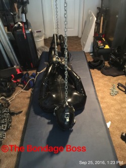 bondageforthebigman:  thebondageboss:  Sunday, September 25, 2016 3:30 PM  Because of the SF heat wave I skipped the Folsom Street Fair. Instead I stayed home and continued training the pig. The pig has been in some form of bondage since Thursday 10 PM