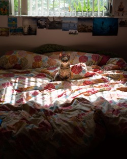 issu:  somesickcat:  No photoshop. Just a kitty with HUGE EYES.  The lighting in this photograph is amazing~ 