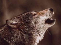beautiful-wildlife:  Wolf by Jim Brandenburg 